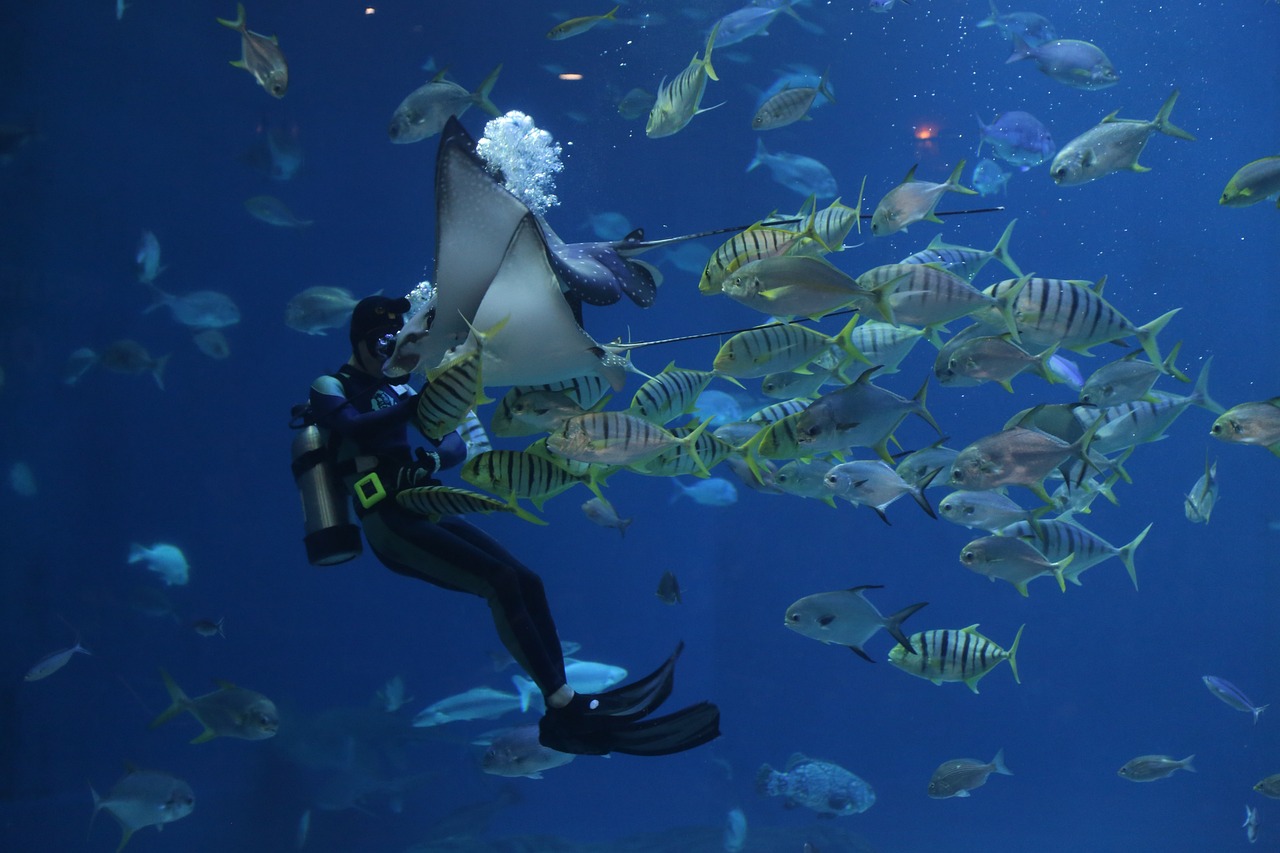 School of fish in ocean