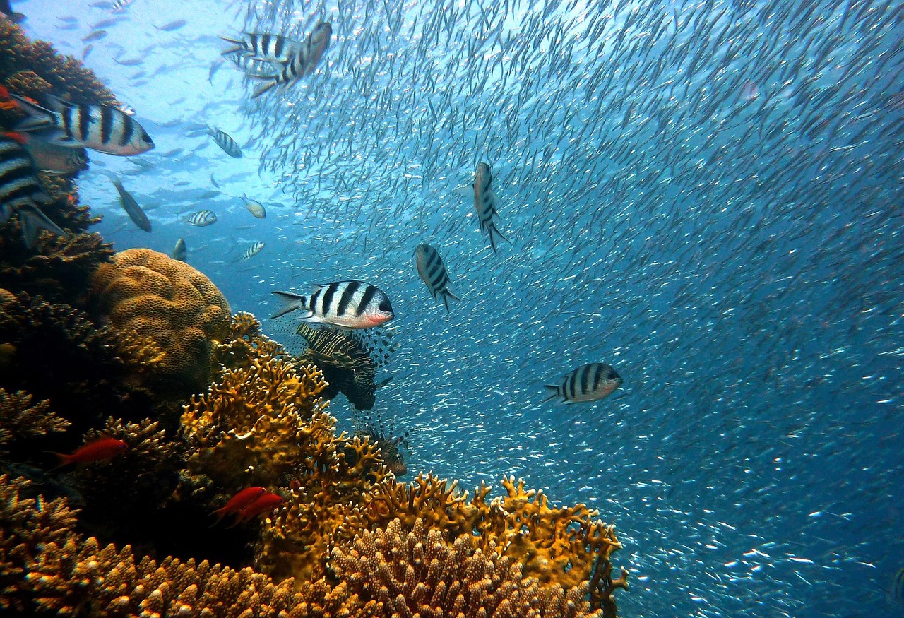 Reef Odyssey Package