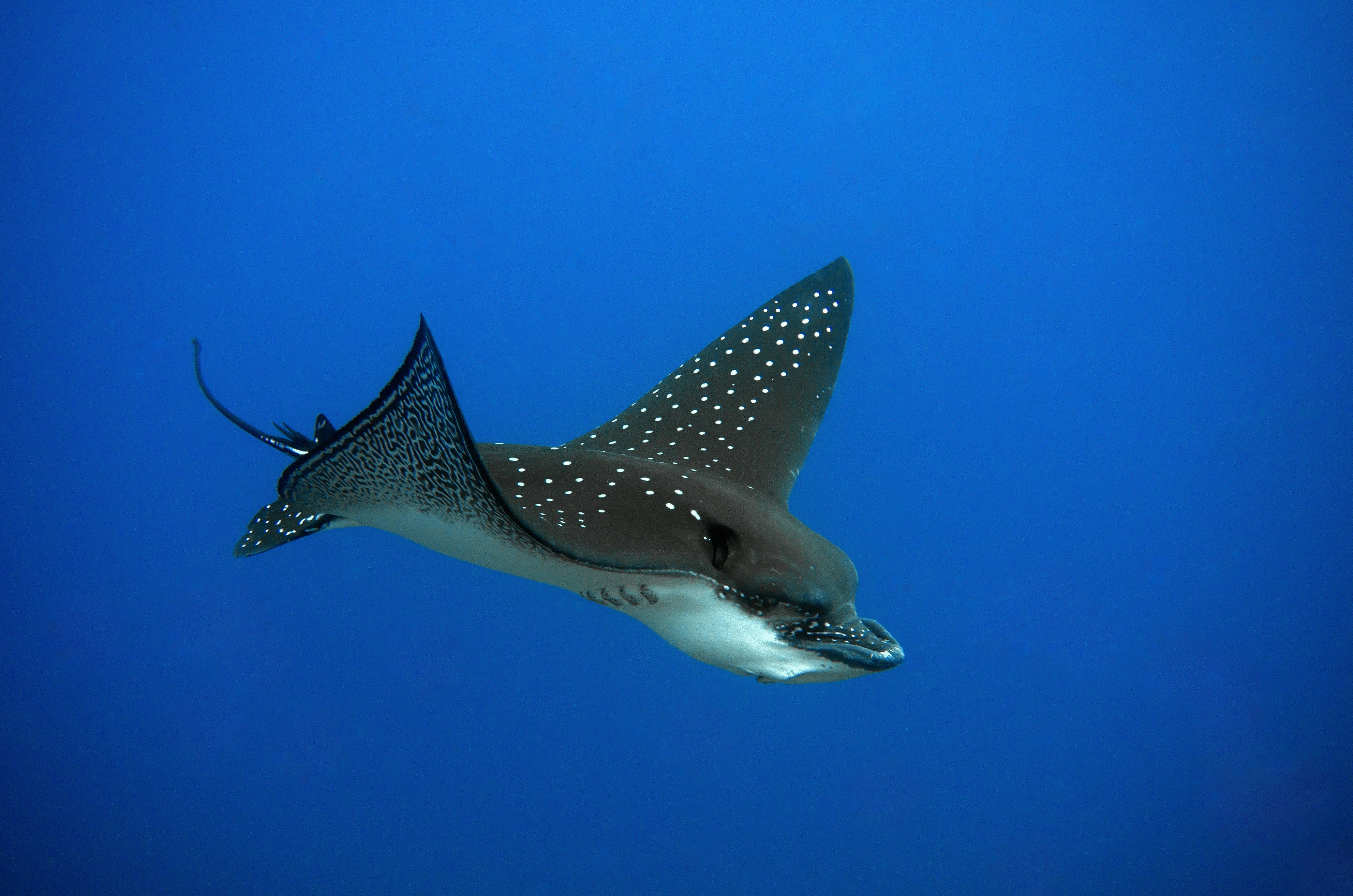 Moray Eel in Rasdhoo