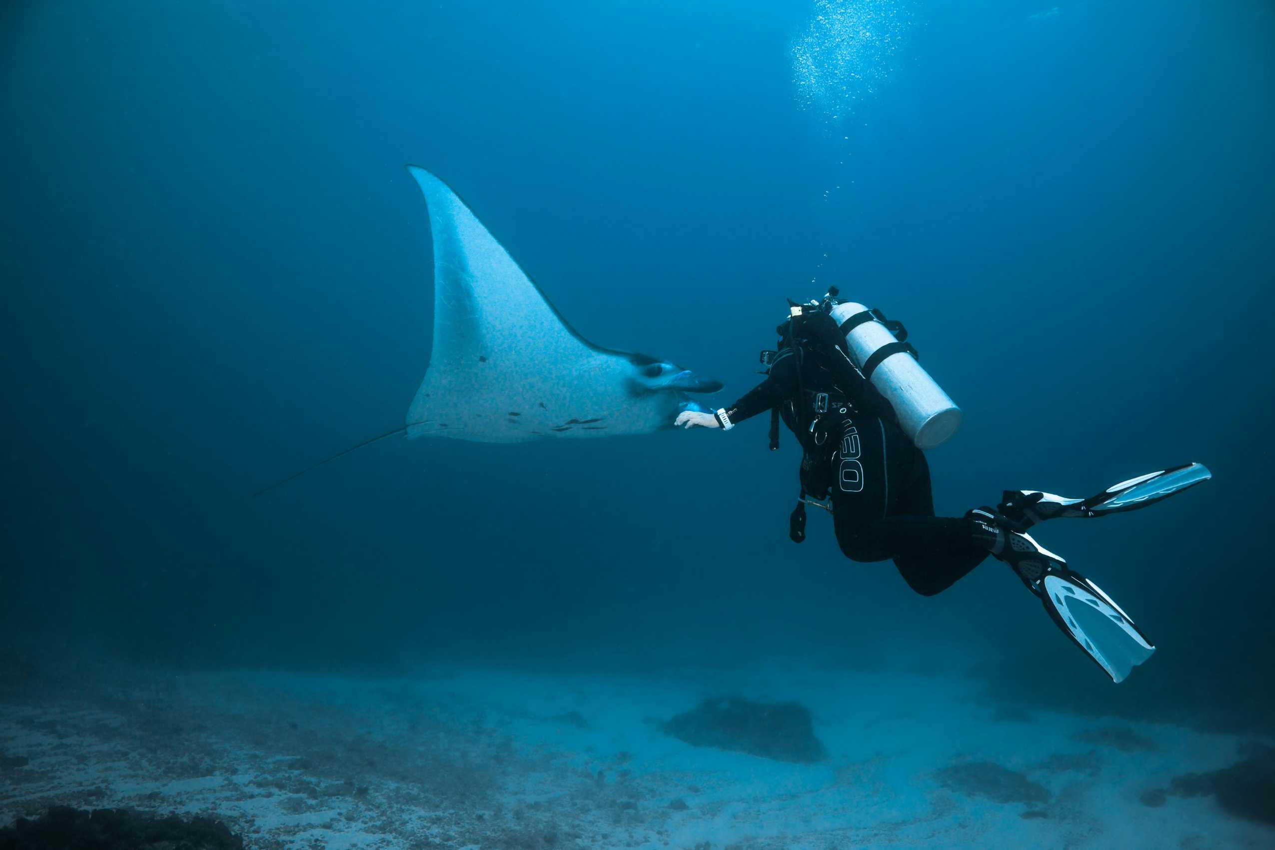 Manta Ray in Rasdhoo