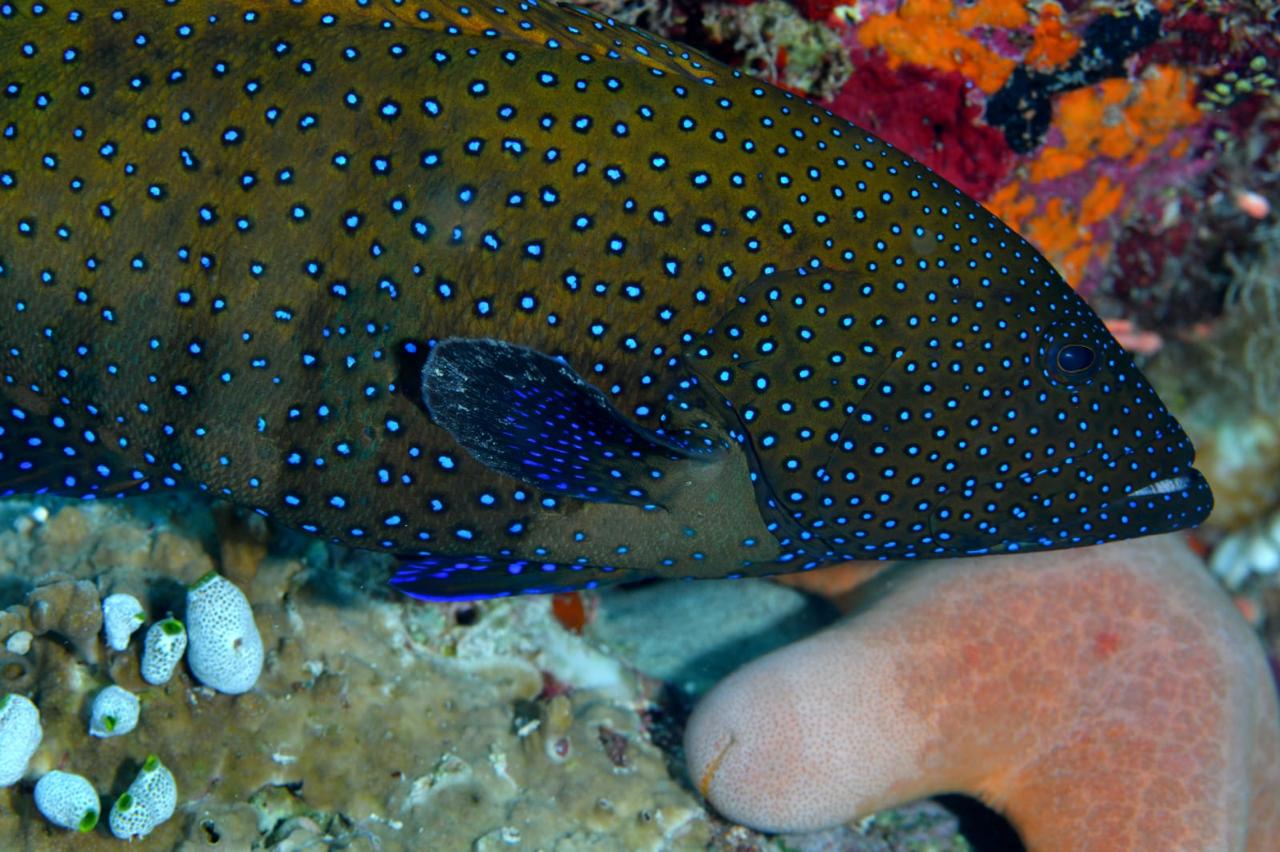 Diving Experience