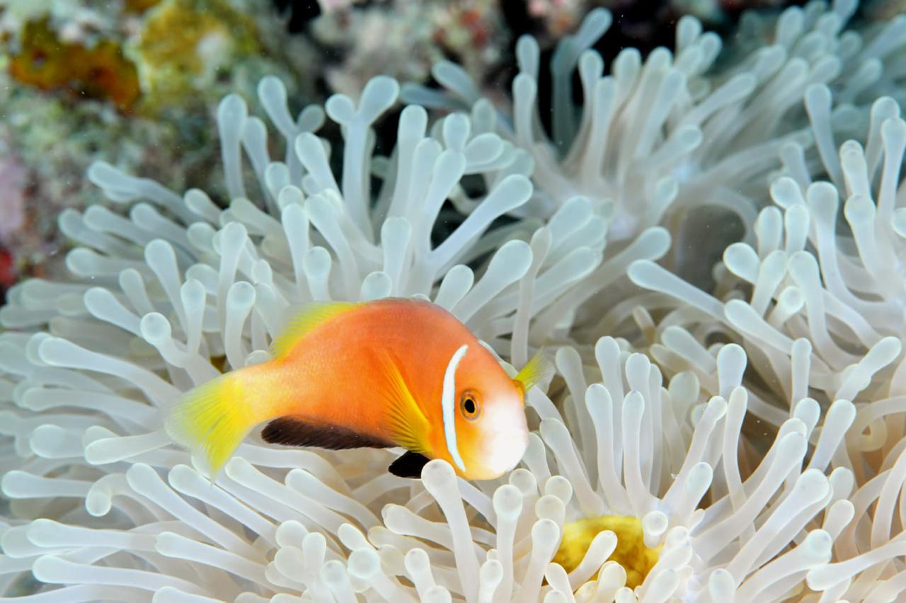 Underwater Adventure