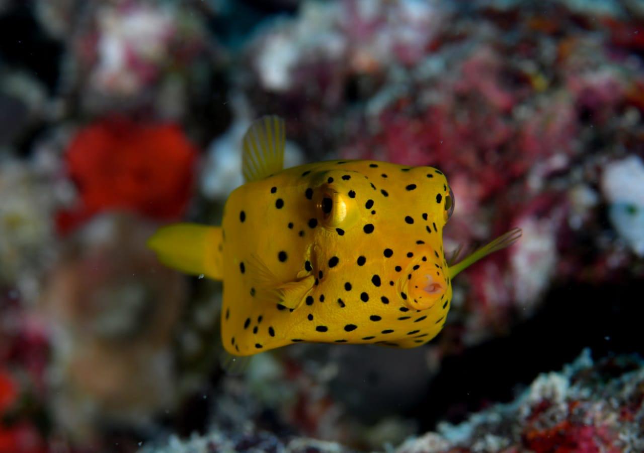 Marine Life