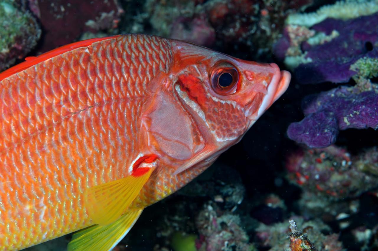Coral Reef