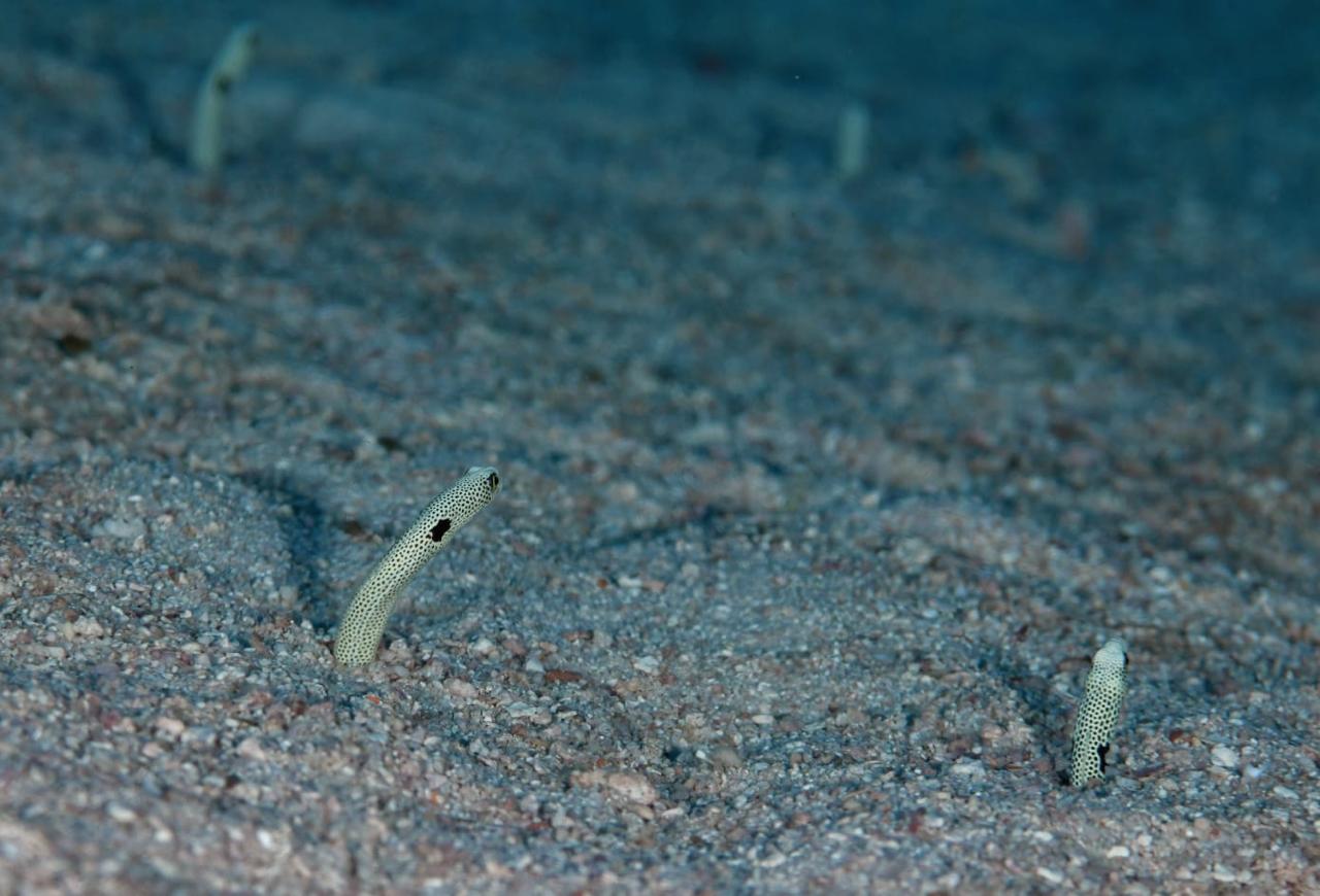 Ocean Discovery