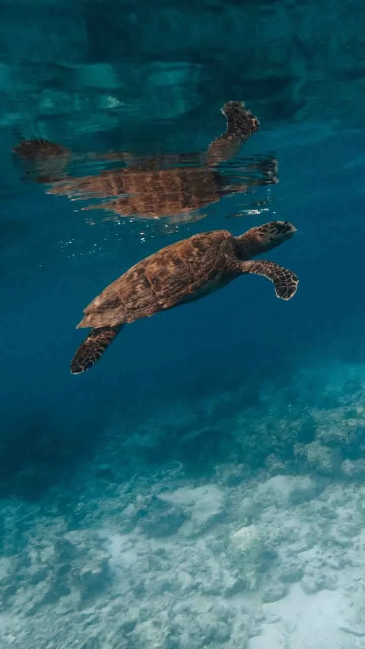 Underwater scene