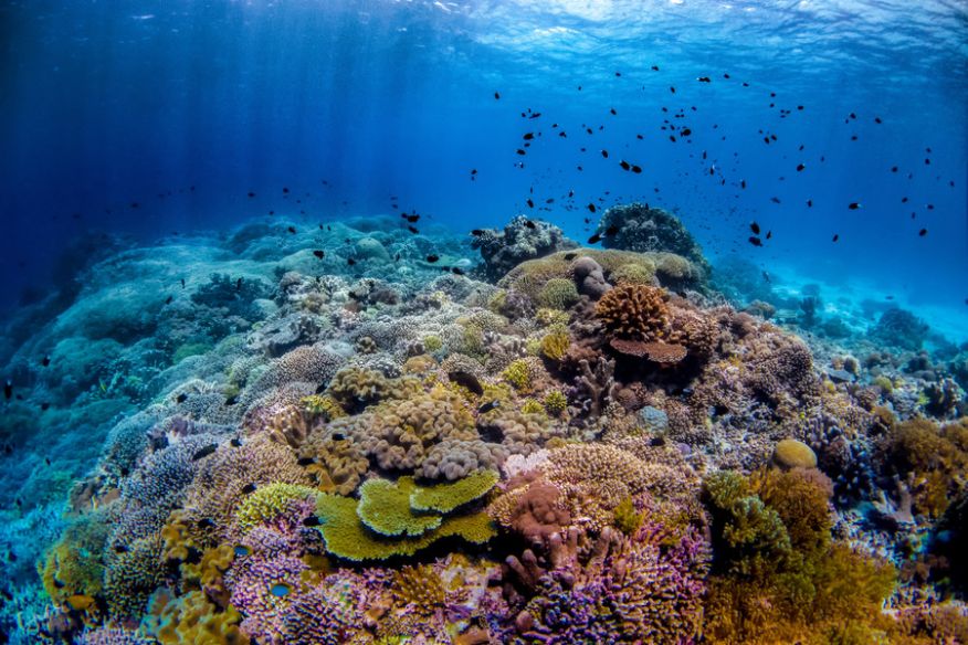 Reef Odyssey Package
