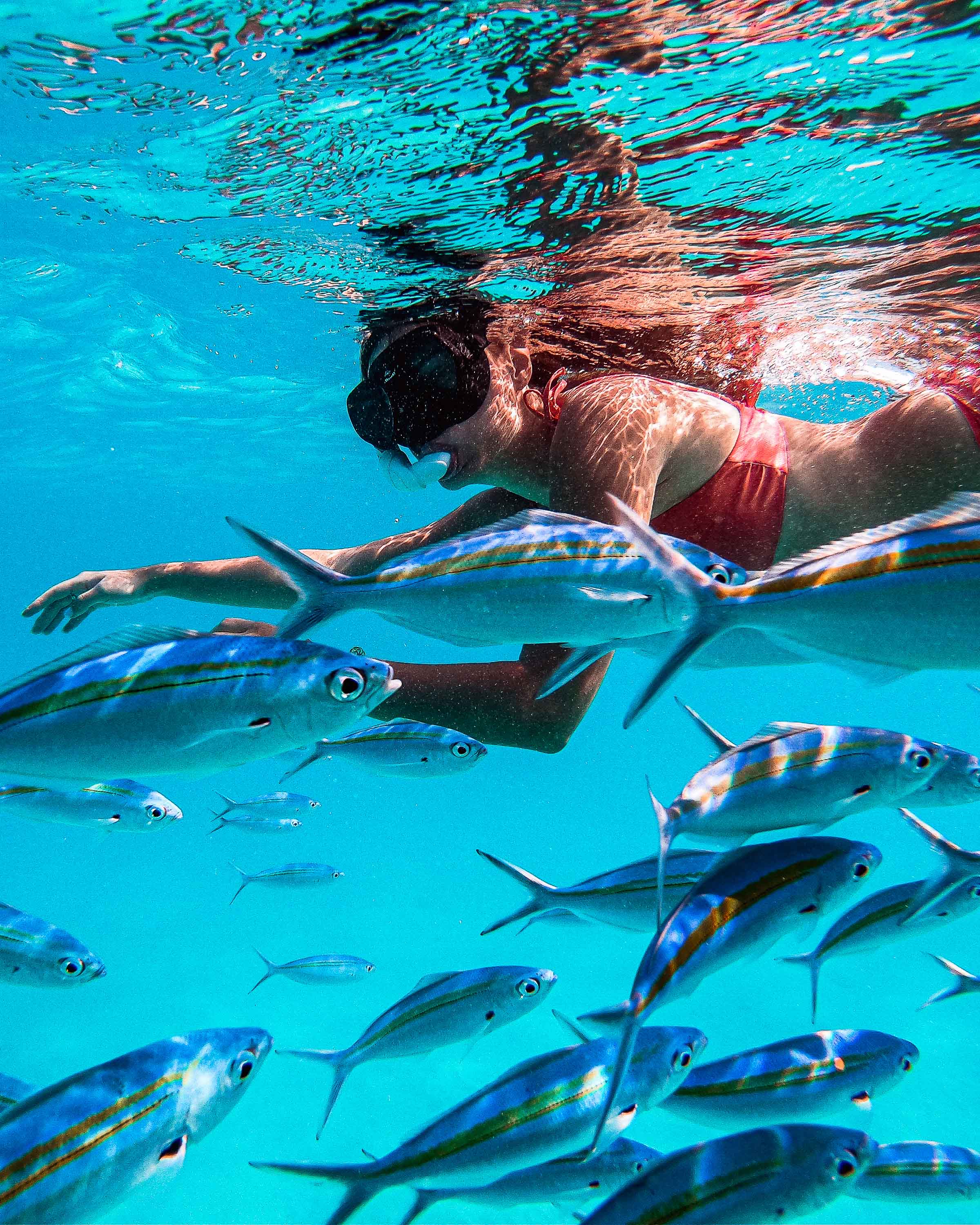 Rasdhoo Marine Life