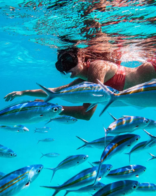 Rasdhoo Marine Life