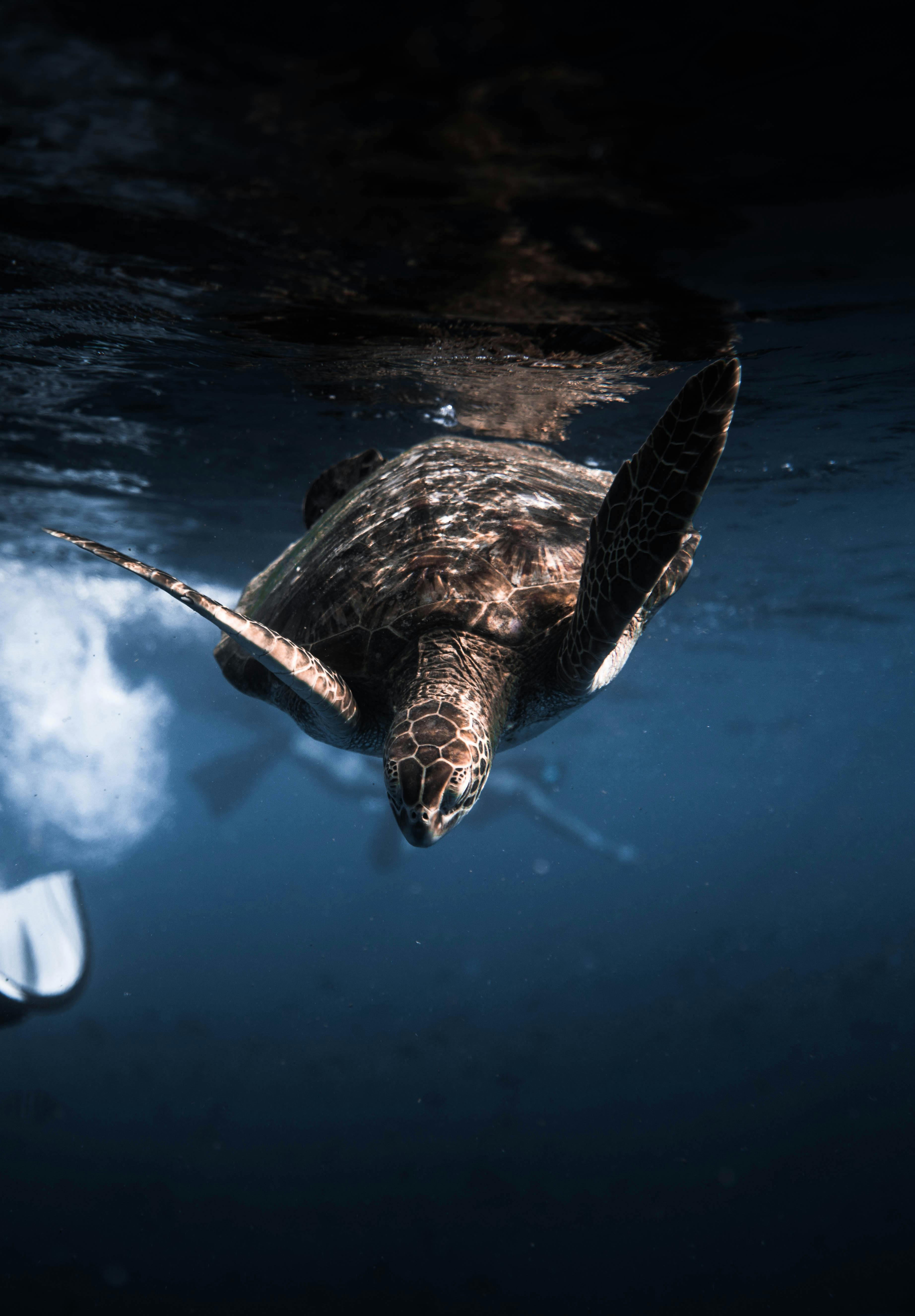 Sea Turtle in Rasdhoo