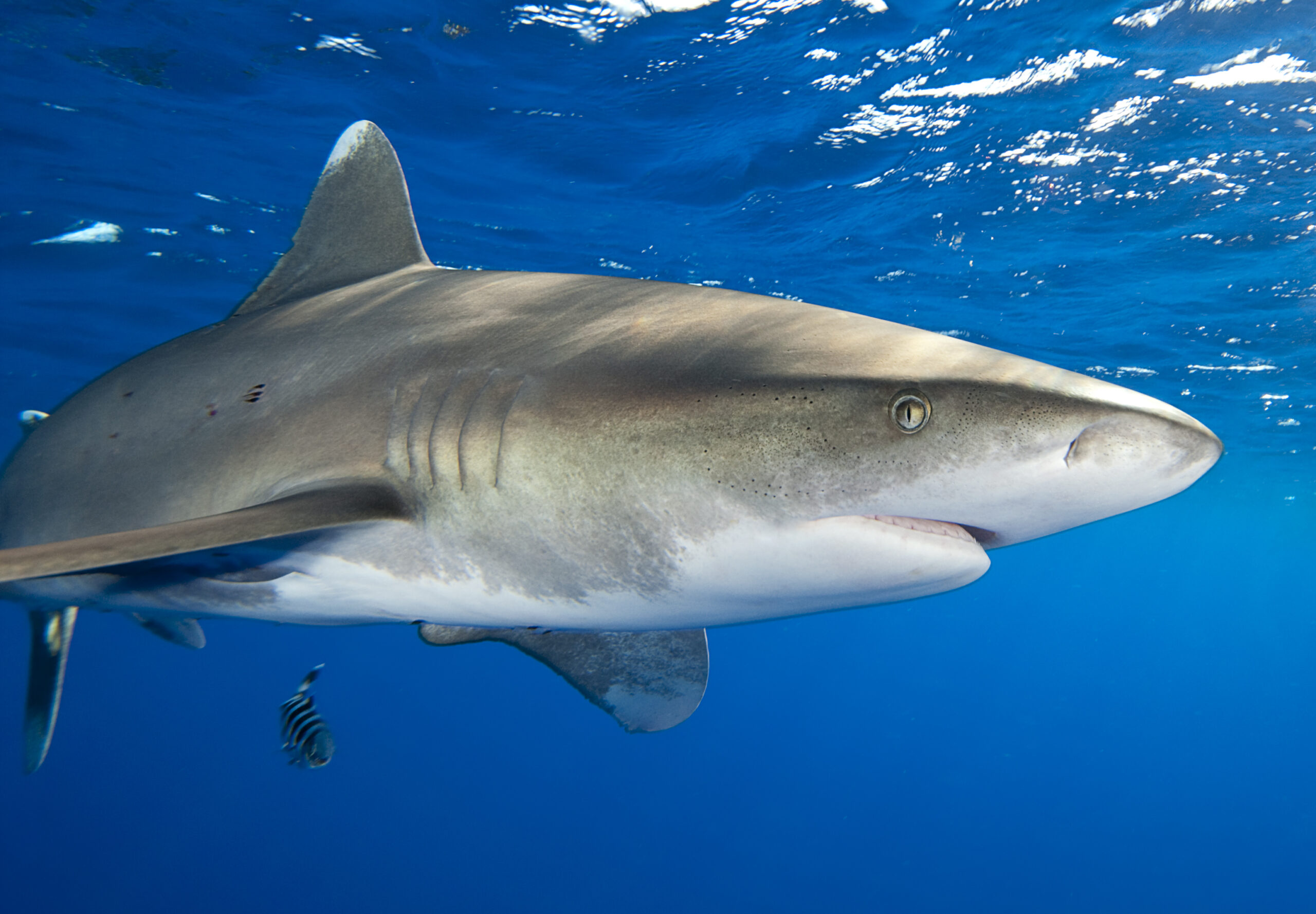 Shark in Rasdhoo